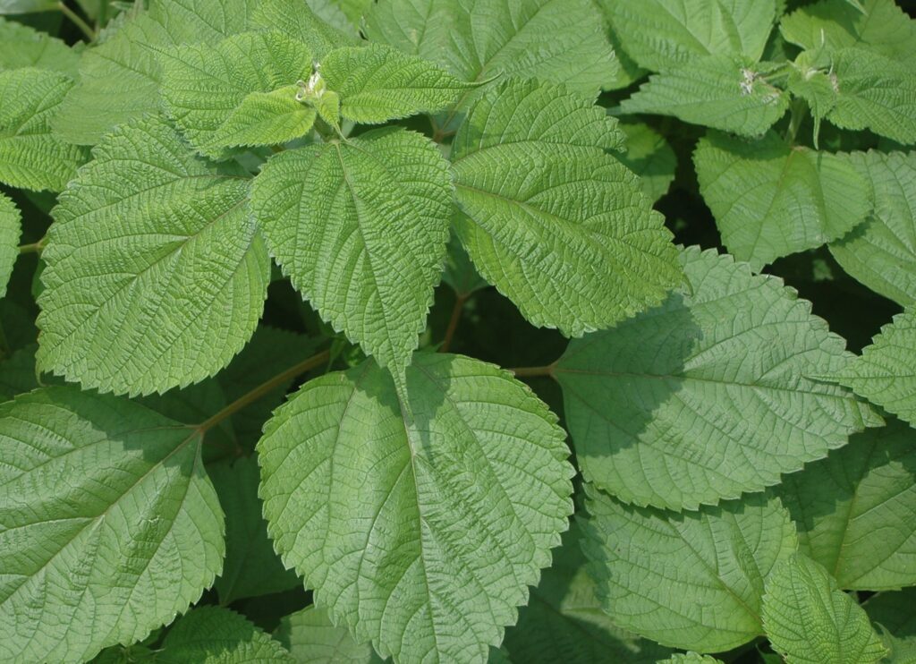 苧麻(ラミー)の葉イメージ画像